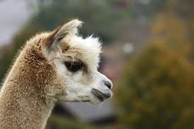 Balade avec les lamas